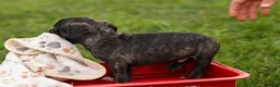 Frenchton dogs for sale: BAILEY - Ad 10
