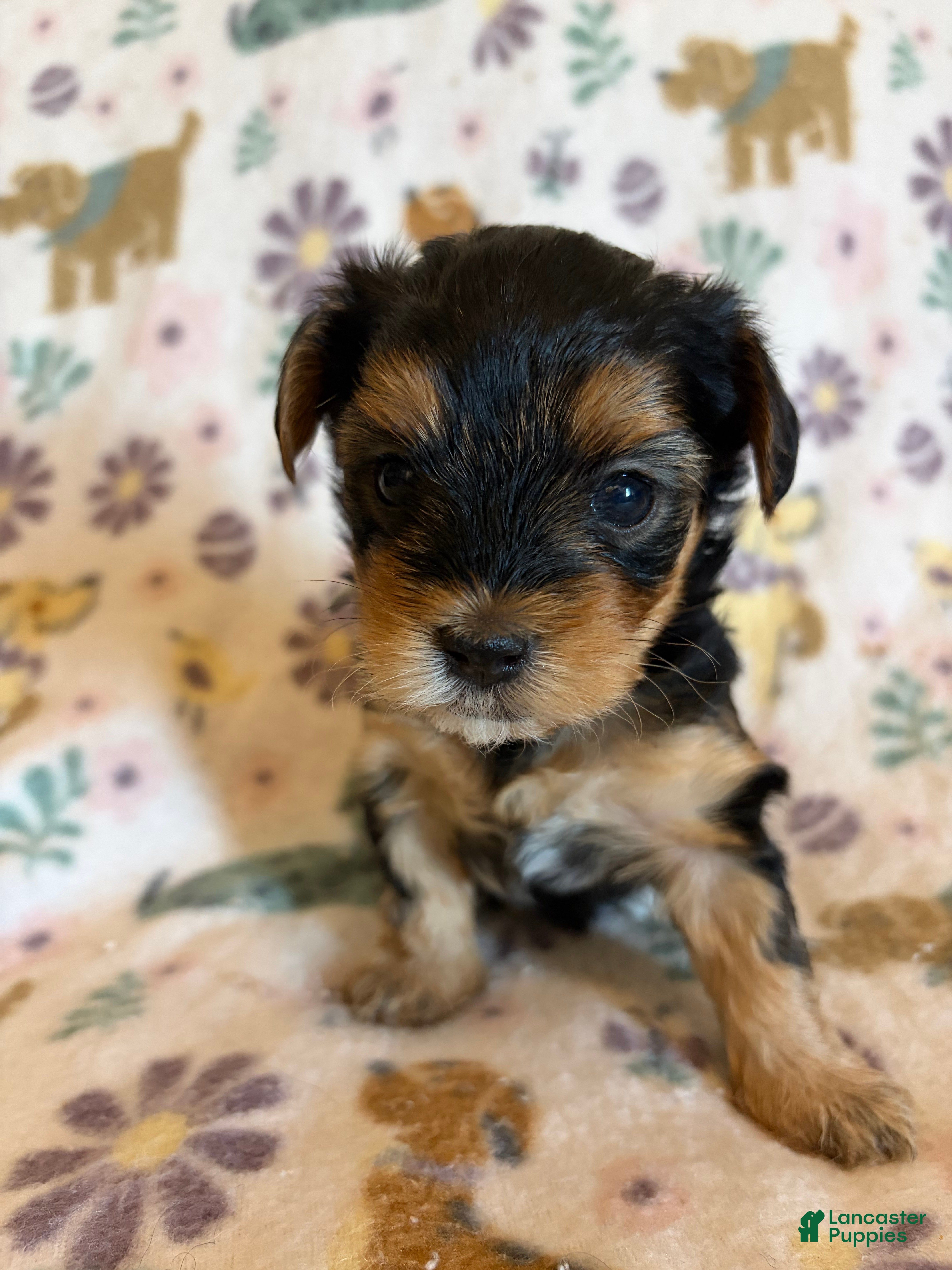 Morkie dogs Mochi - Ad 19