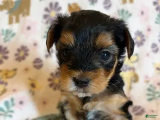 Morkie dogs Mochi - Ad 19