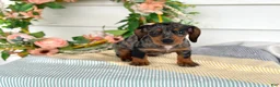 Miniature Dachshund dogs for sale: Jubilee - Ad 9