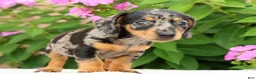 Miniature Dachshund dogs for sale: Jodi - Ad 8