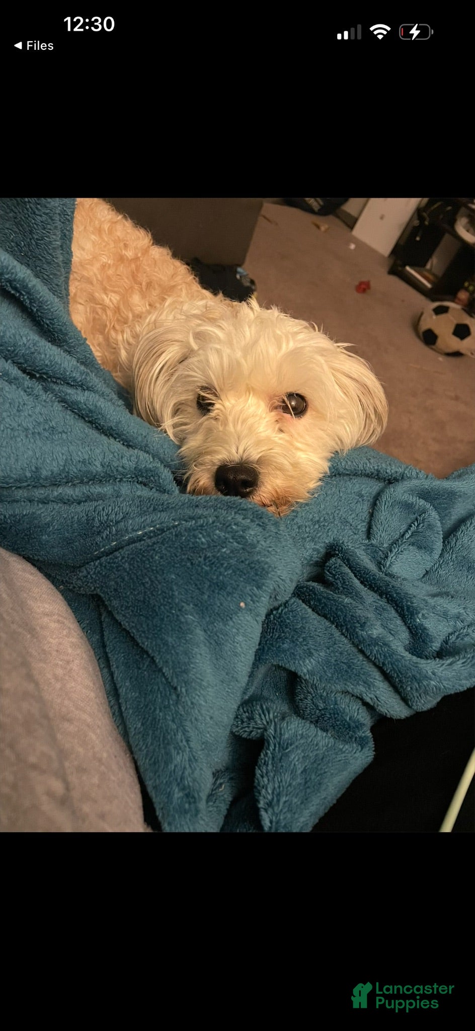Maltese dogs Maltese 1 - Ad 30