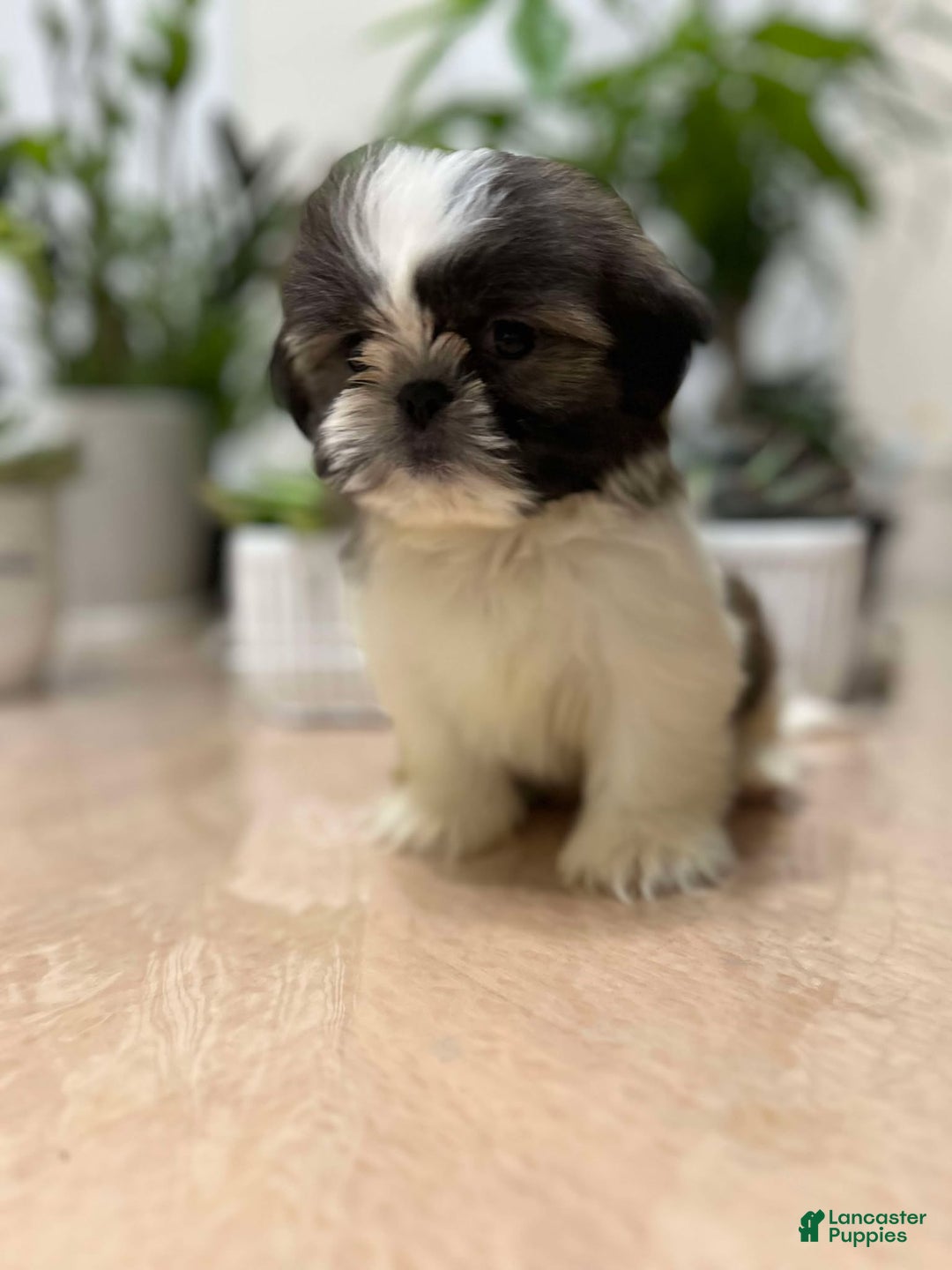 Shih Tzu dogs for sale: Annie - Ad 1