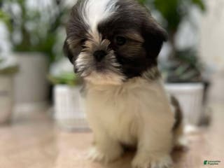 Shih Tzu dogs Annie - Ad 39