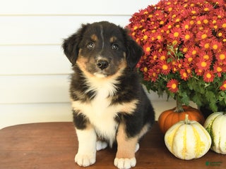 Australian Shepherd dogs - Ad 42