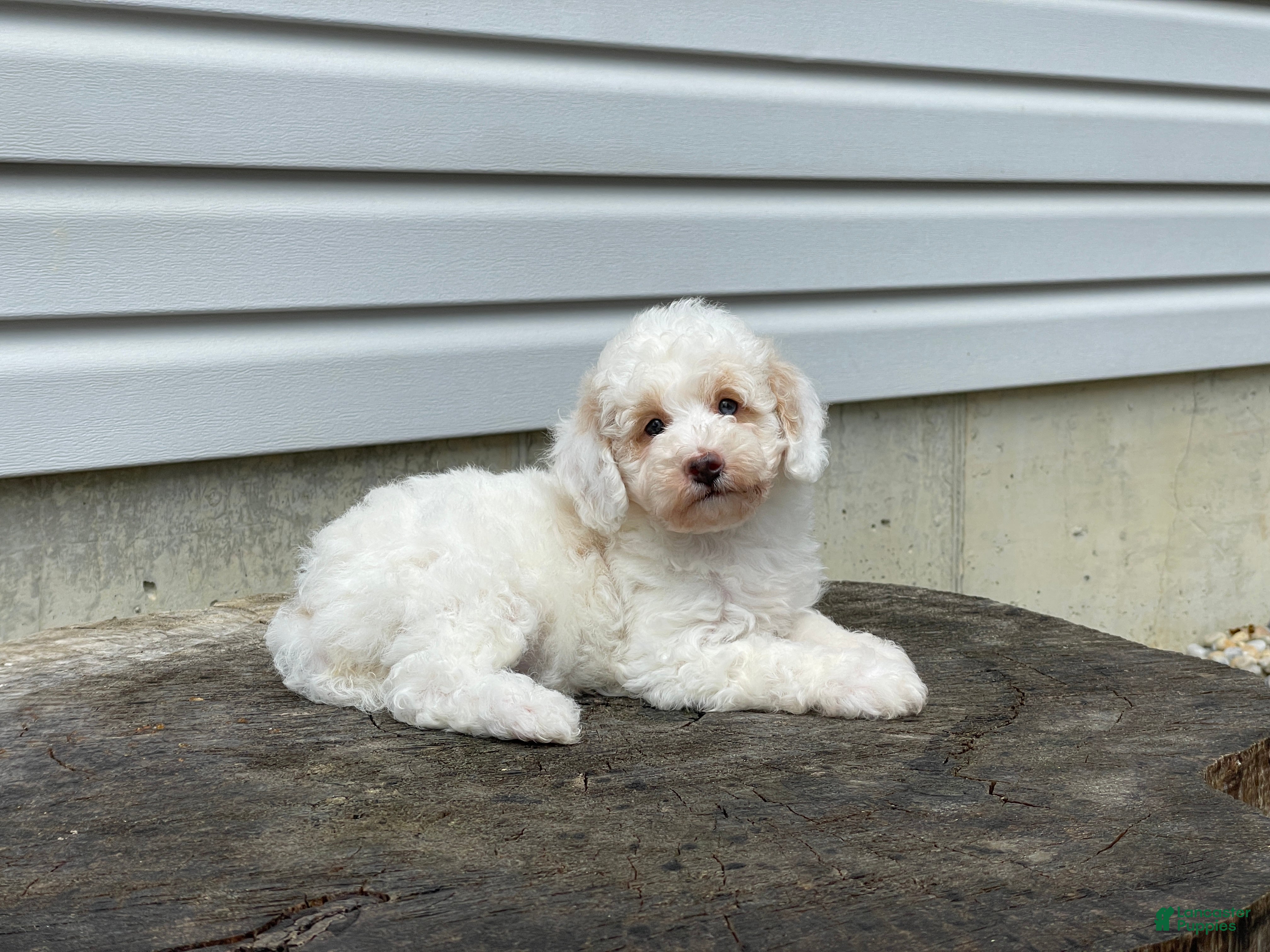 Miniature Poodle dogs Dakota Miniature Poodle  - Ad 1