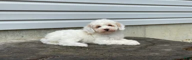 Dakota Miniature Poodle 