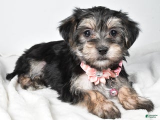 Morkie dogs Diane - Ad 25