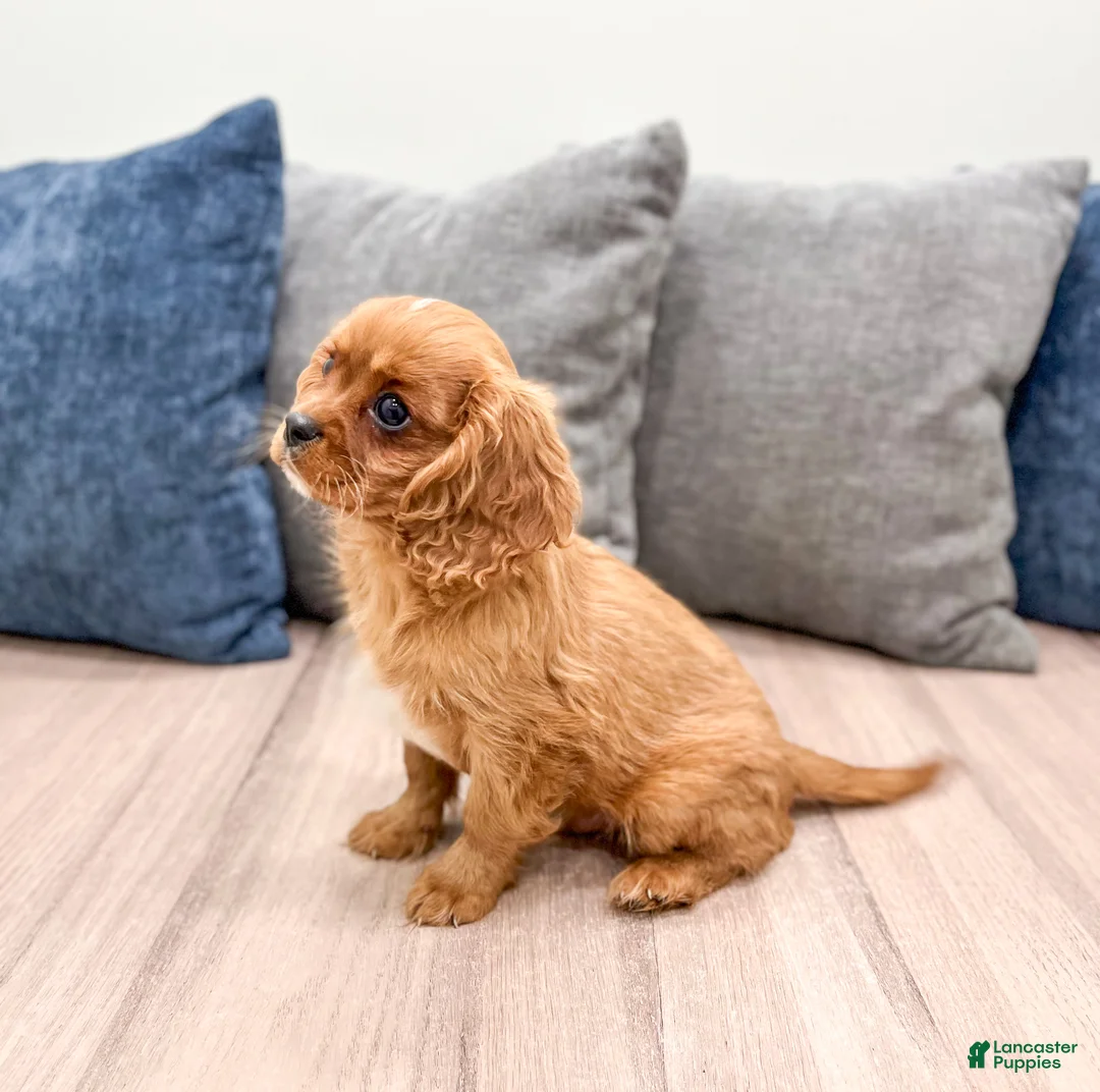 Cavalier King Charles Spaniel dogs for sale: Duke - Ad 4