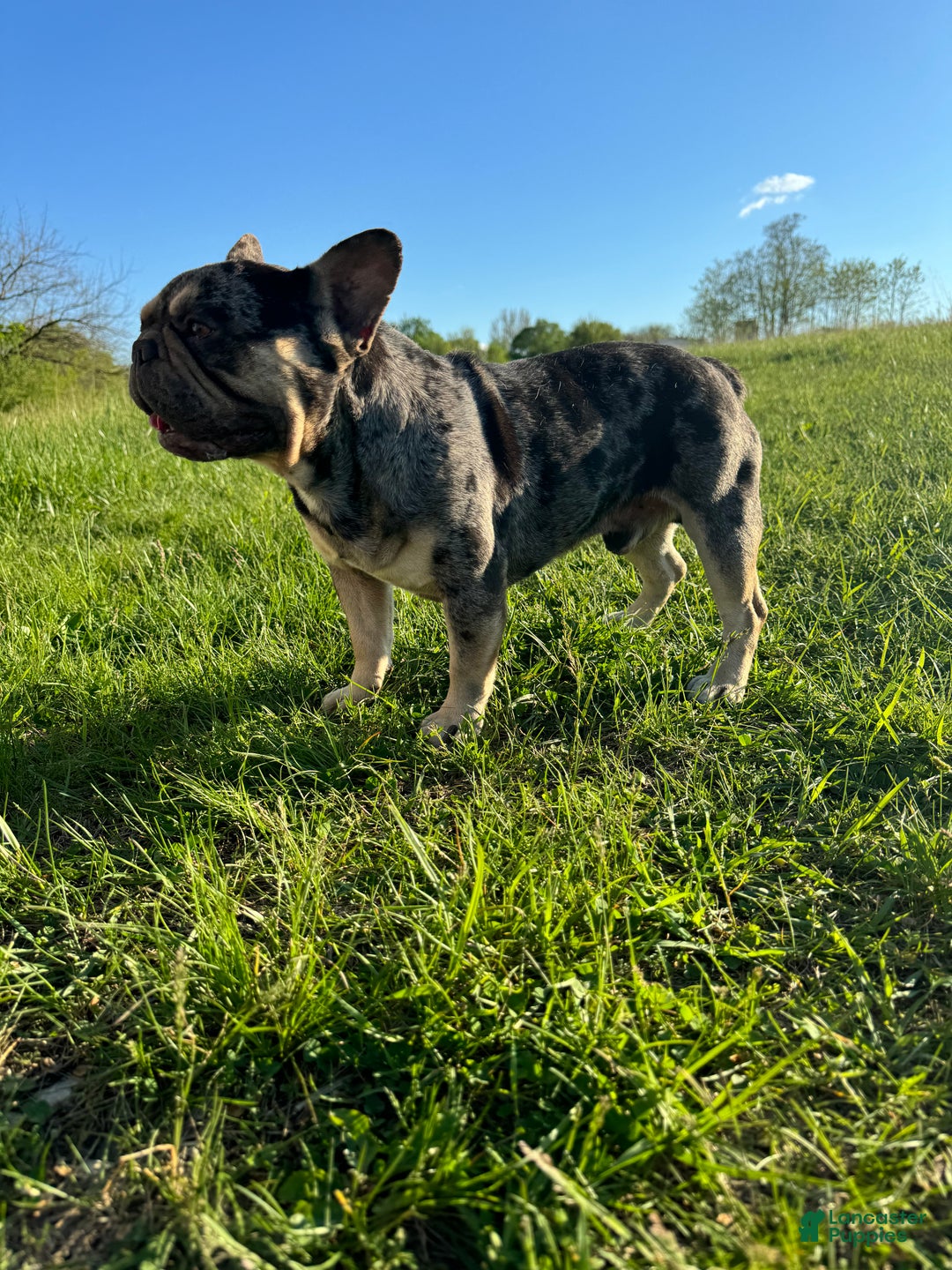 French Bulldog dogs for stud: Bruno  - Ad 2