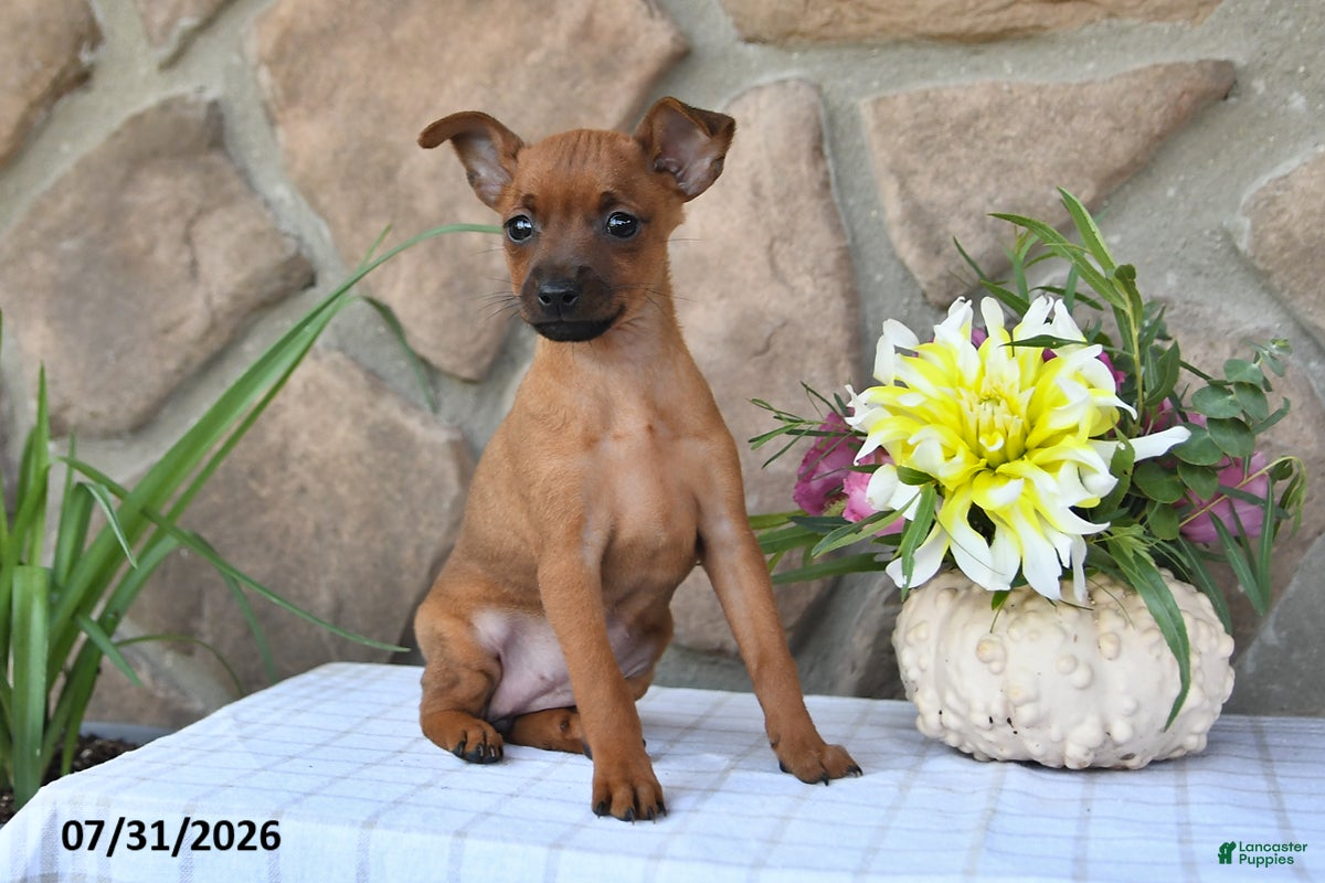 Miniature Pinscher dogs Taffy - Ad 2