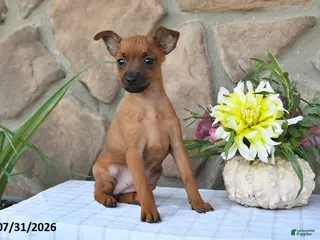 Miniature Pinscher dogs Taffy - Ad 2