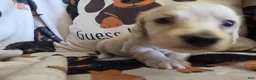 Miniature Dachshund dogs for sale: Sarah - Ad 3