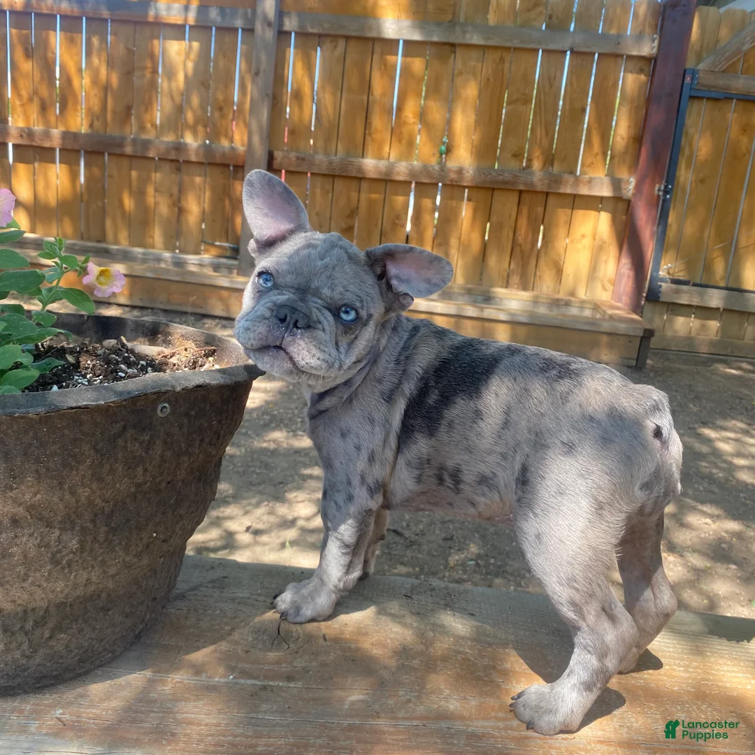 French Bulldog dogs for sale: Coco - Ad 1