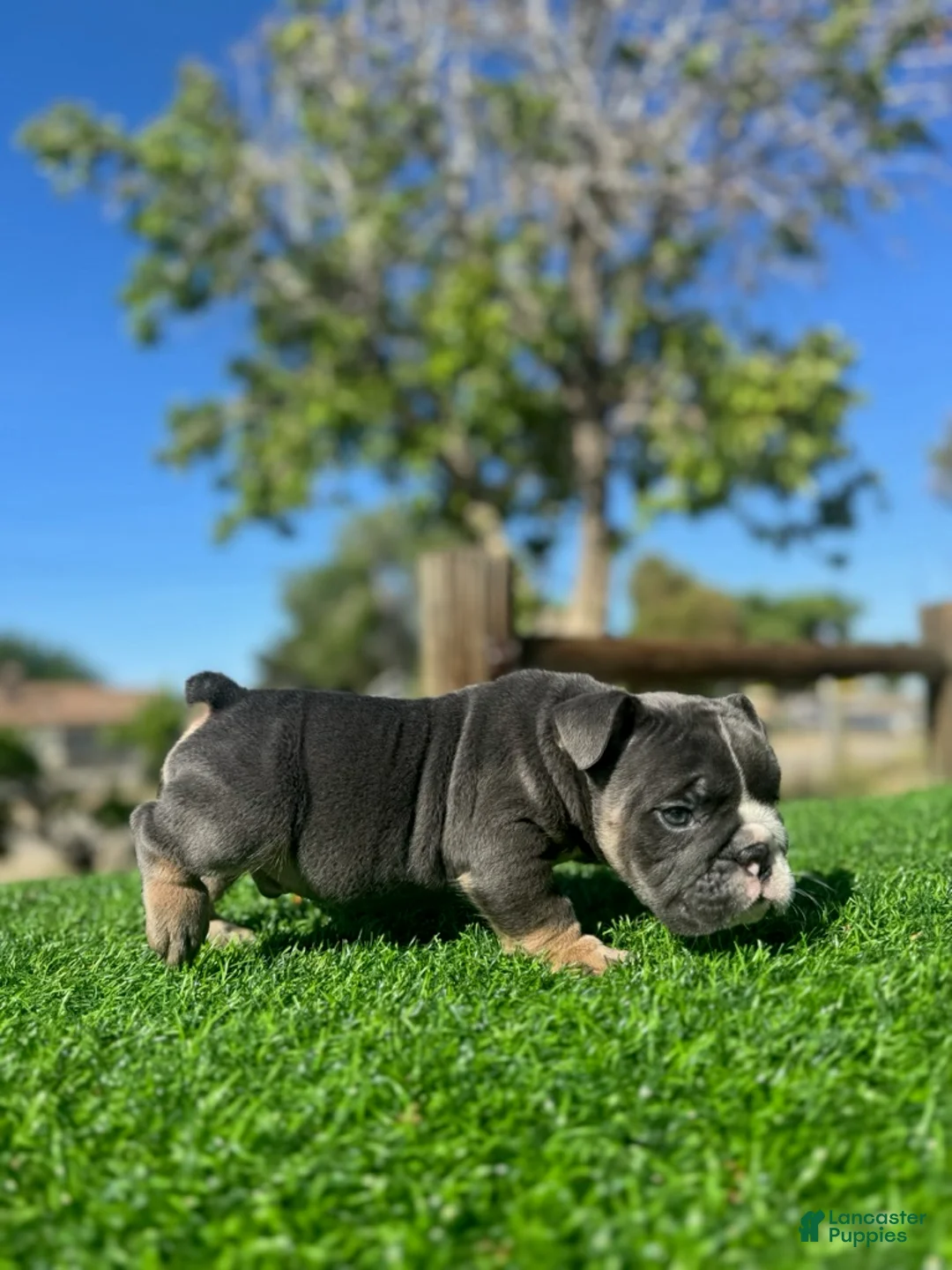 English Bulldog dogs for sale: NIPSEY - Blue Tan Tri – Top Structure! Ready Now! - Ad 7