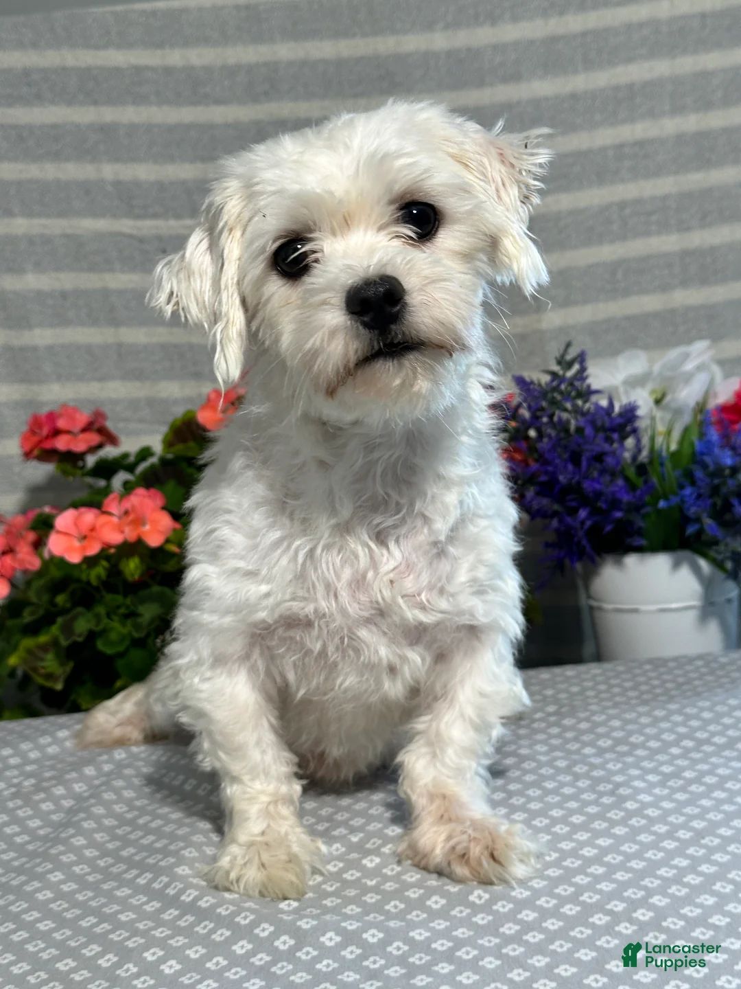 Maltipoo dogs for sale: Bailey - Ad 6