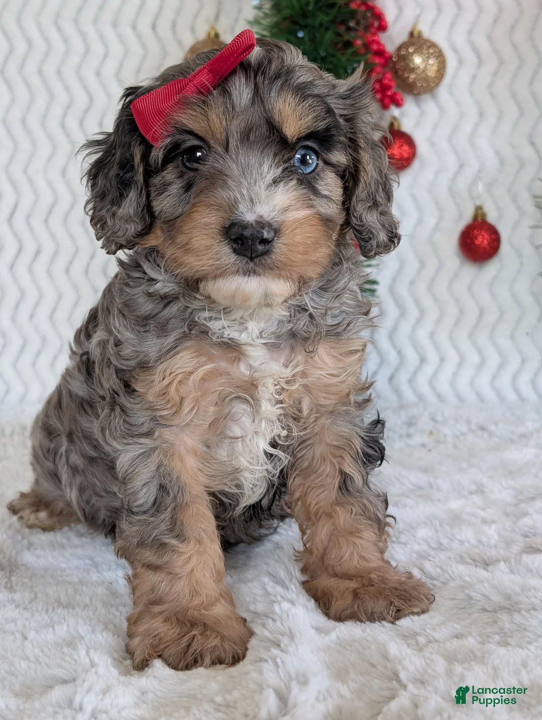 Cavapoo dogs for sale: Nemo - Ad 23