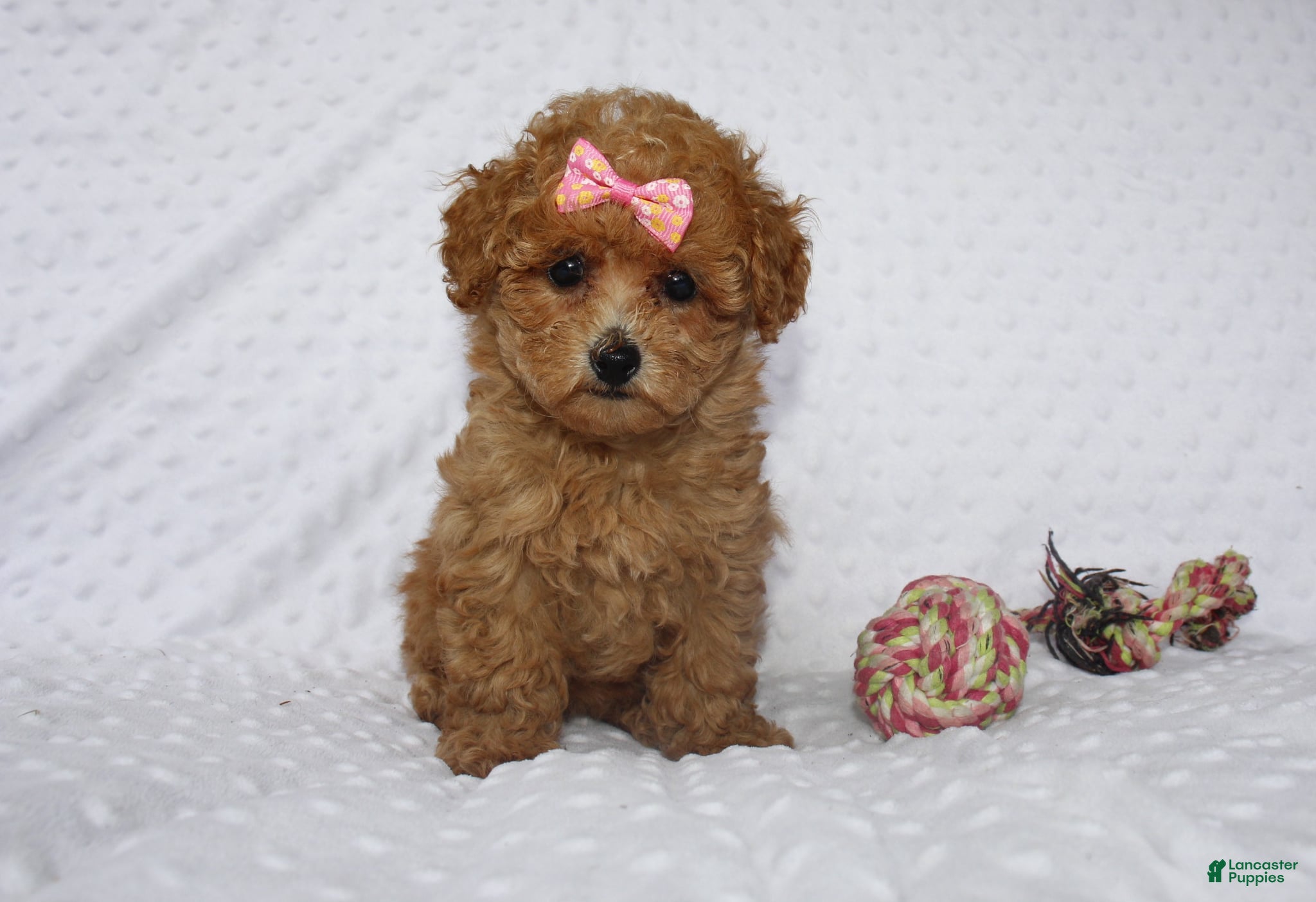 Toy Poodle dogs Jacy - Ad 1