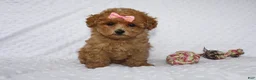 Toy Poodle dogs for sale: Jacy - Ad 1