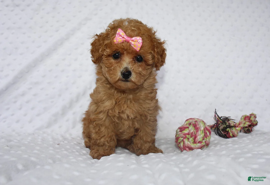 Toy Poodle dogs for sale: Jacy - Ad 1