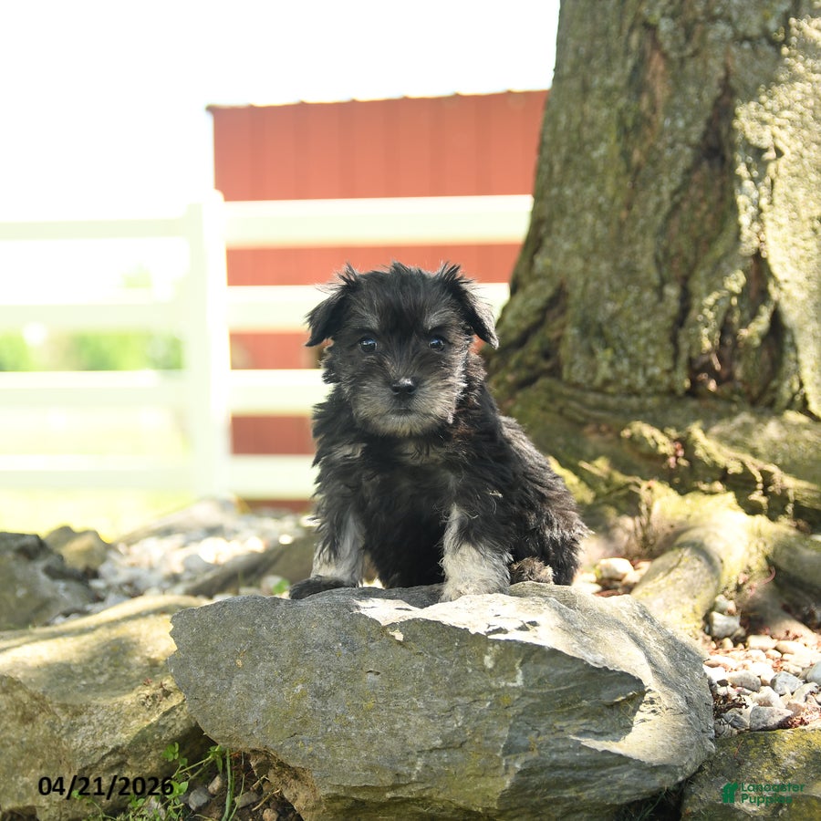 Miniature Schnauzer dogs Bella   - Ad 1