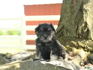 Miniature Schnauzer dogs for sale: Bella - Ad 3