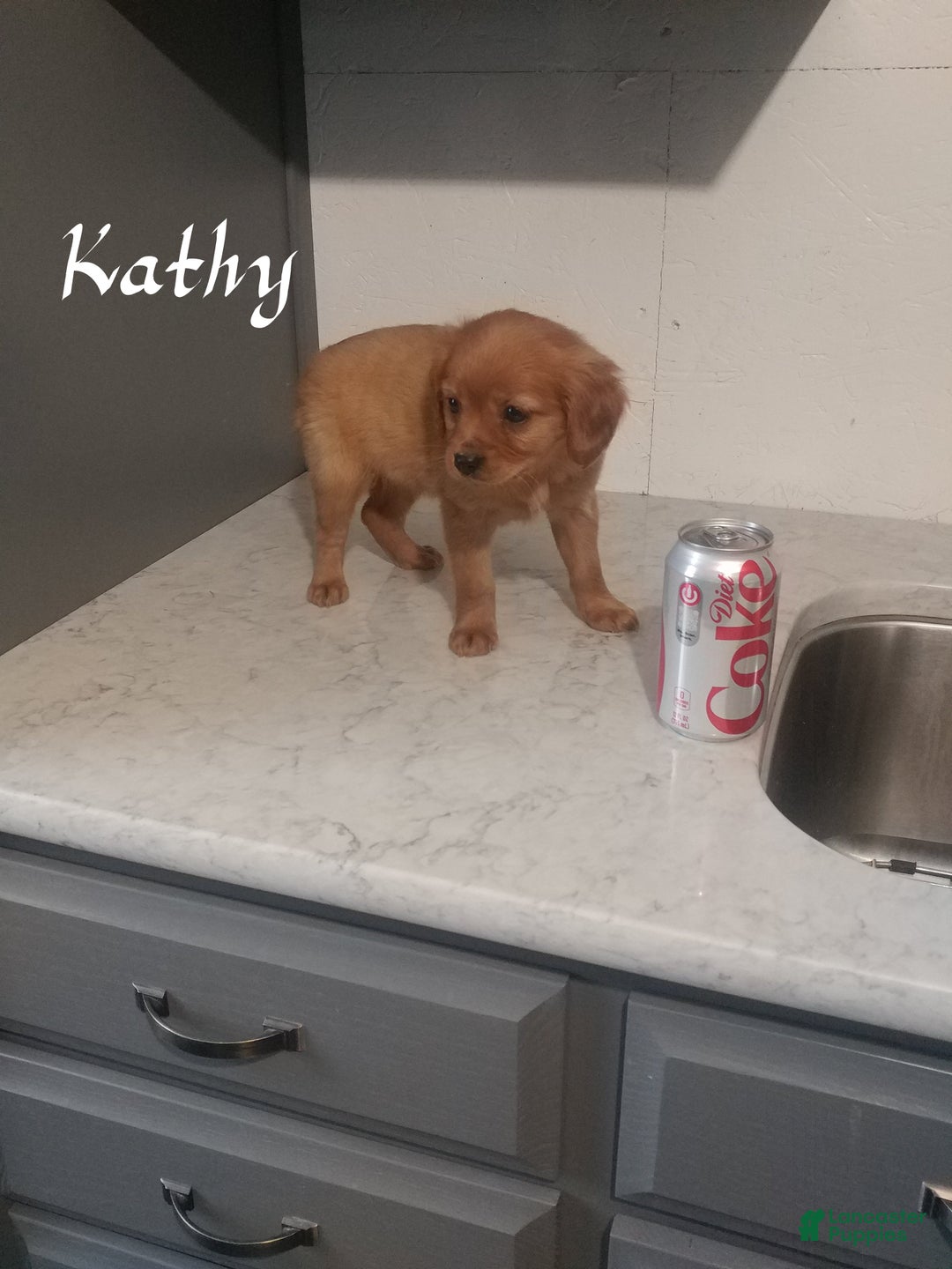 Mixed Breed dogs for sale: Kathy - Ad 2