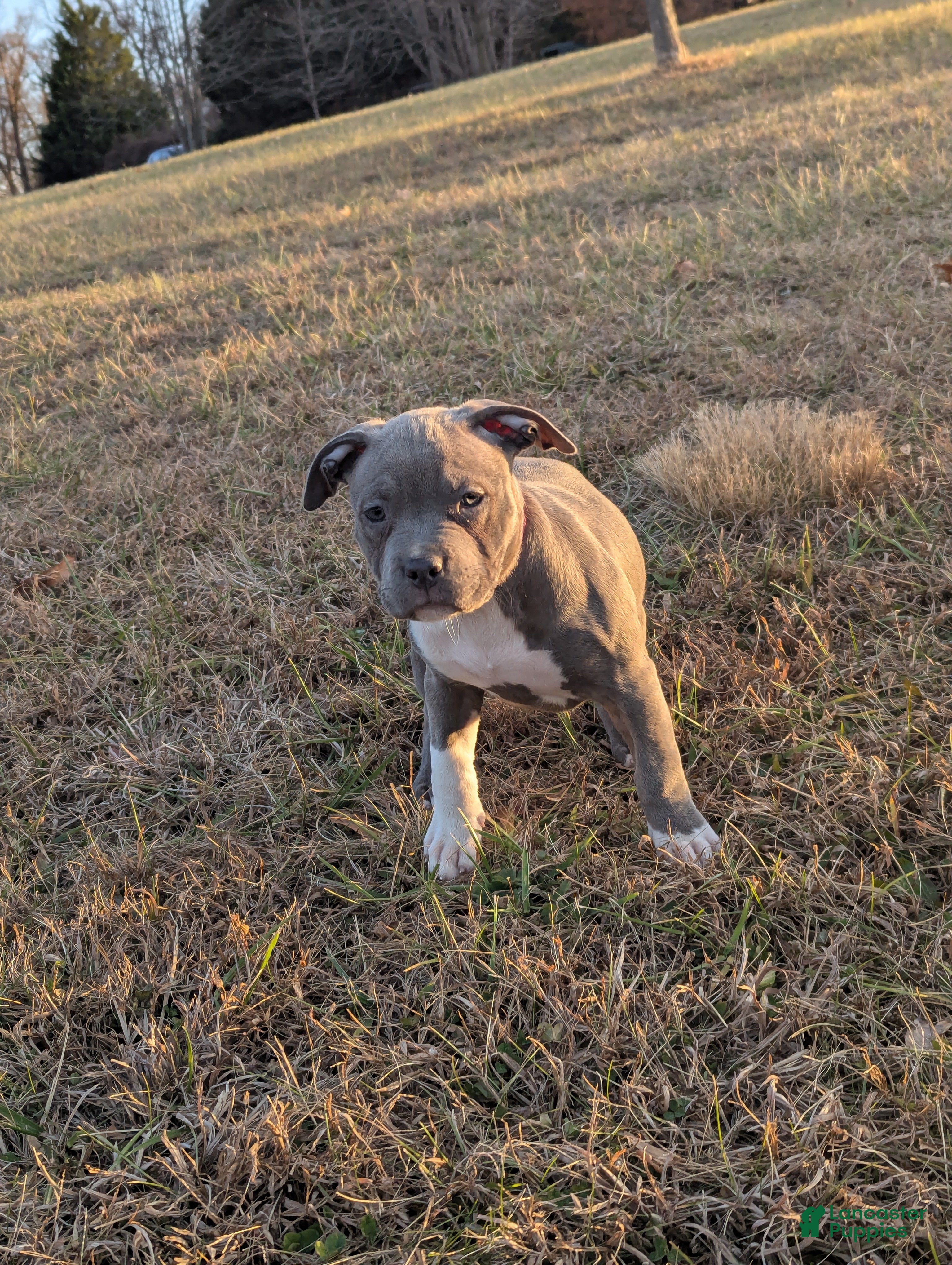 American Bully dogs G3 - Ad 17