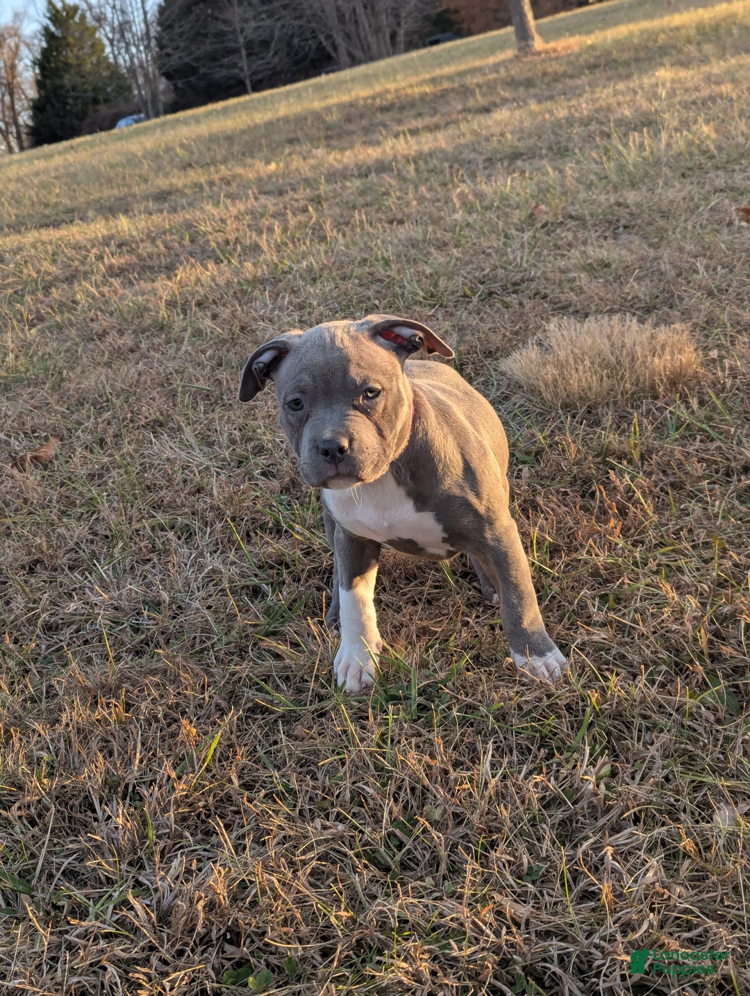 American Bully dogs for sale: G3 - Ad 1