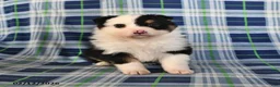 Australian Shepherd dogs for sale: Poppy - Ad 2