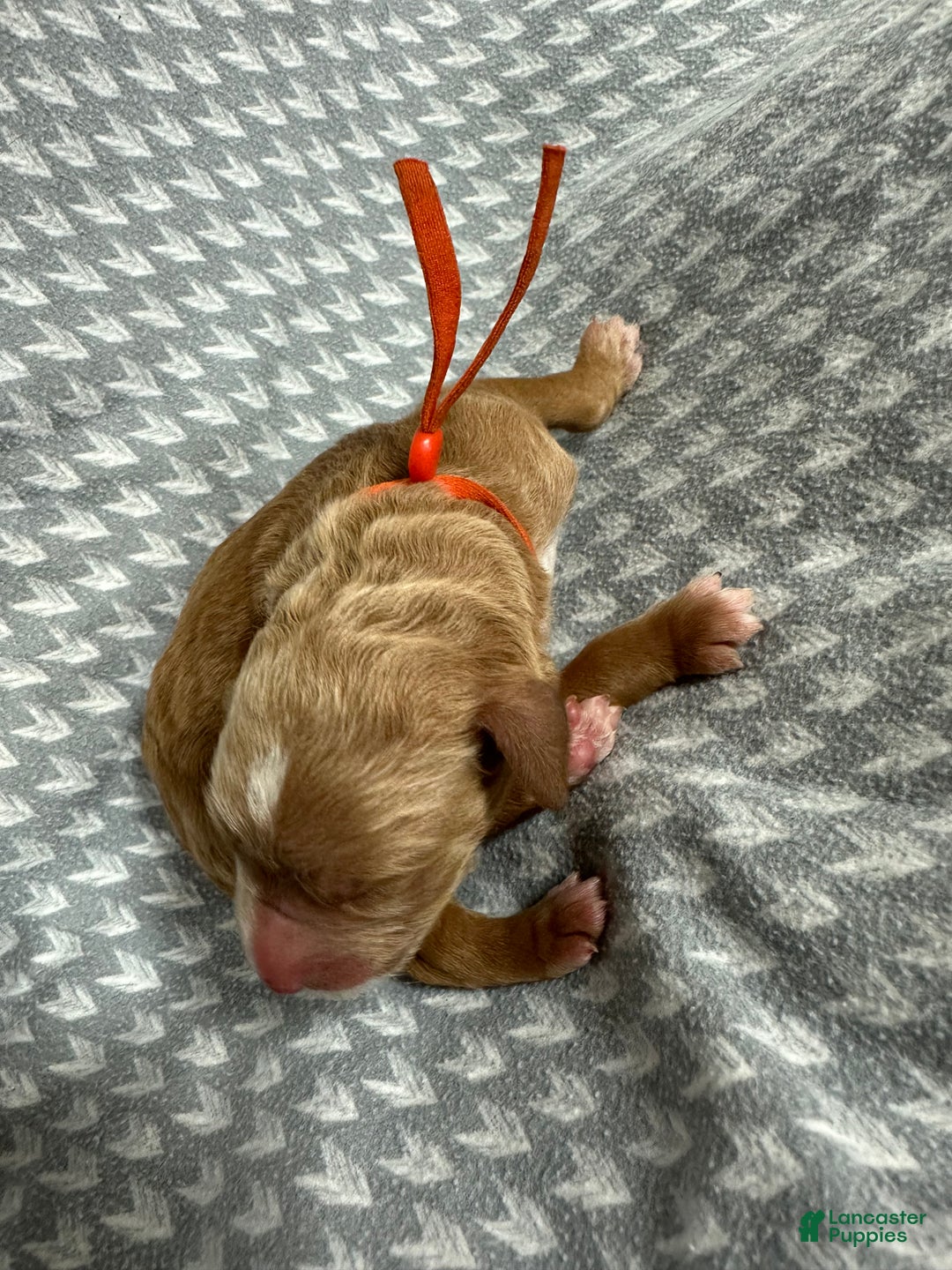 Goldendoodle dogs for sale: Orange - Ad 7