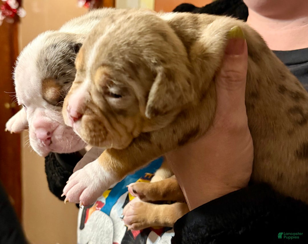 Olde English Bulldogge dogs for sale: Beth  - Ad 12