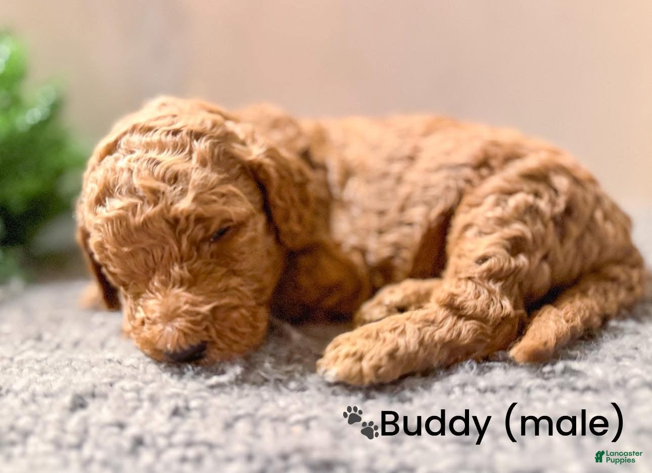 Goldendoodle dogs Goldendoodle Puppy 3 - Ad 38