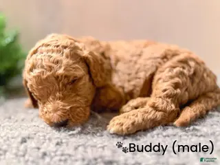 Goldendoodle dogs Goldendoodle Puppy 3 - Ad 38