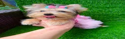 Yorkshire Terrier dogs for sale: Yorkshire Terrier 1 - Ad 4