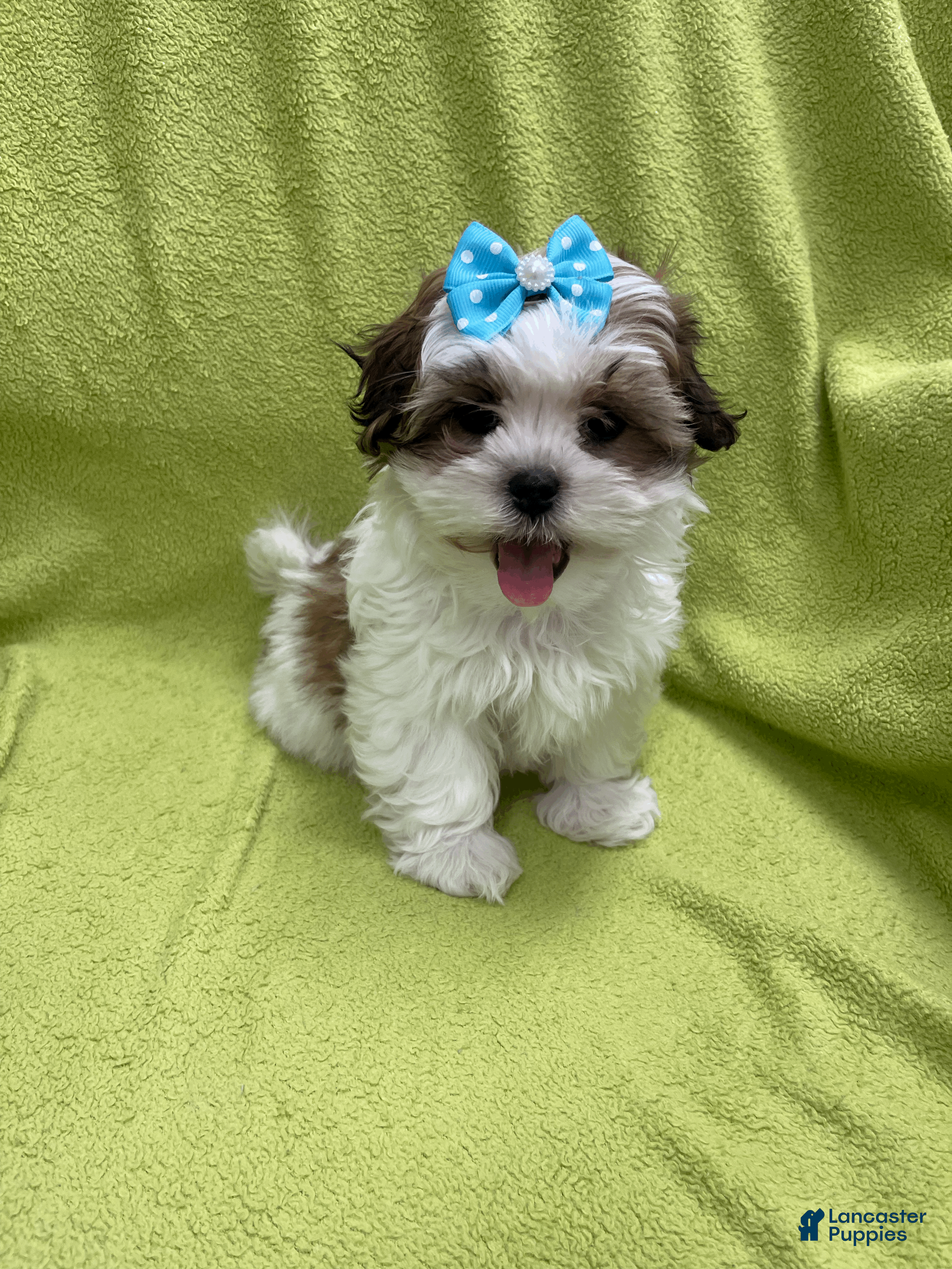 Malshi dogs Lyric - Ad 27