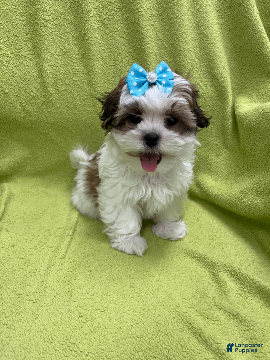 Malshi dogs for sale: Lyric - Ad 1