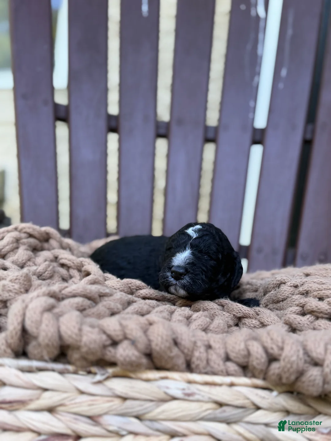 Bernedoodle dogs for sale: Wally (male) - Ad 1