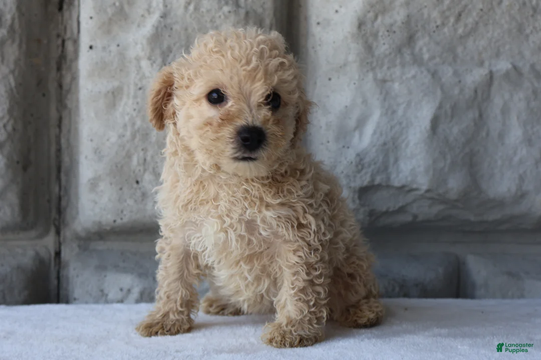 Bichpoo dogs for sale: Bonnie - Ad 1