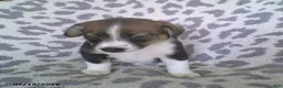 Miniature Australian Shepherd dogs for sale: Lincoln - Ad 4