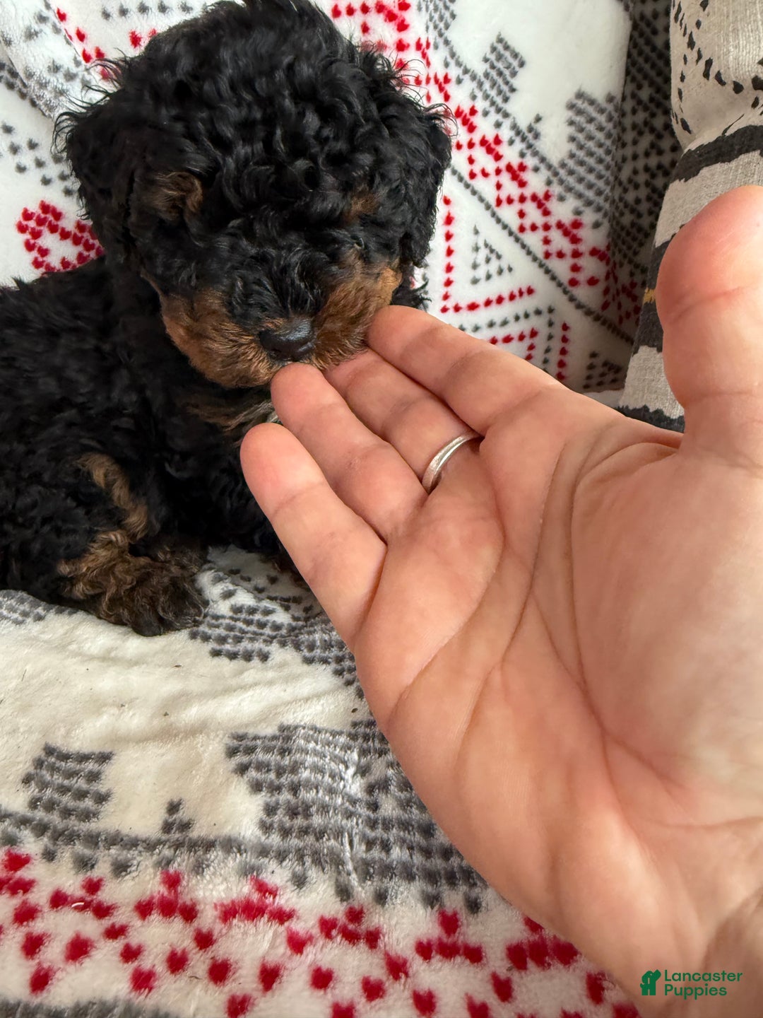 Mini Bernedoodle dogs for sale: Chance - Ad 4