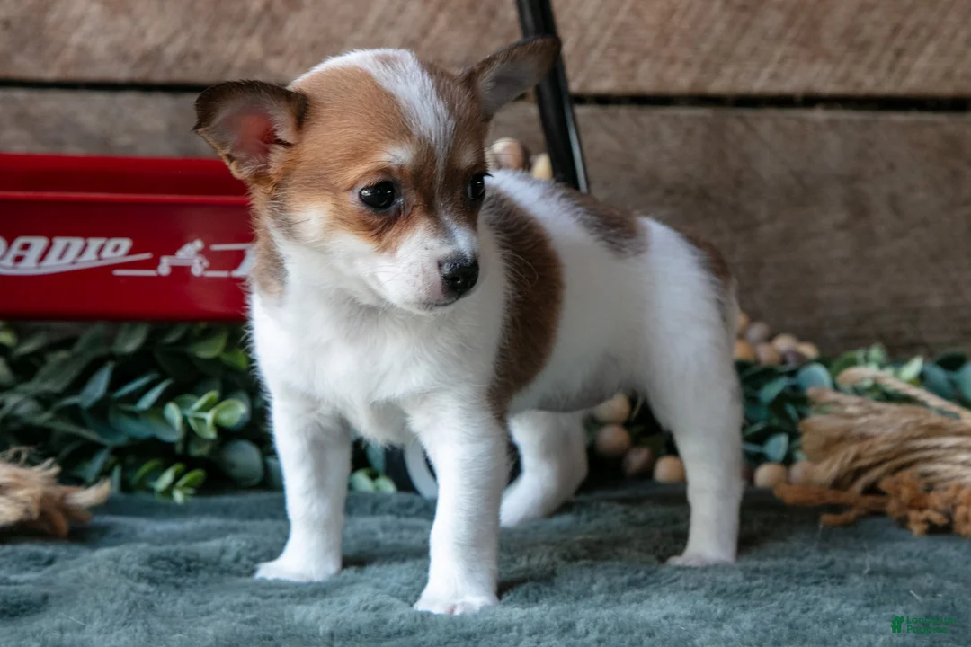 Chihuahua dogs for sale: Poppy - Ad 2