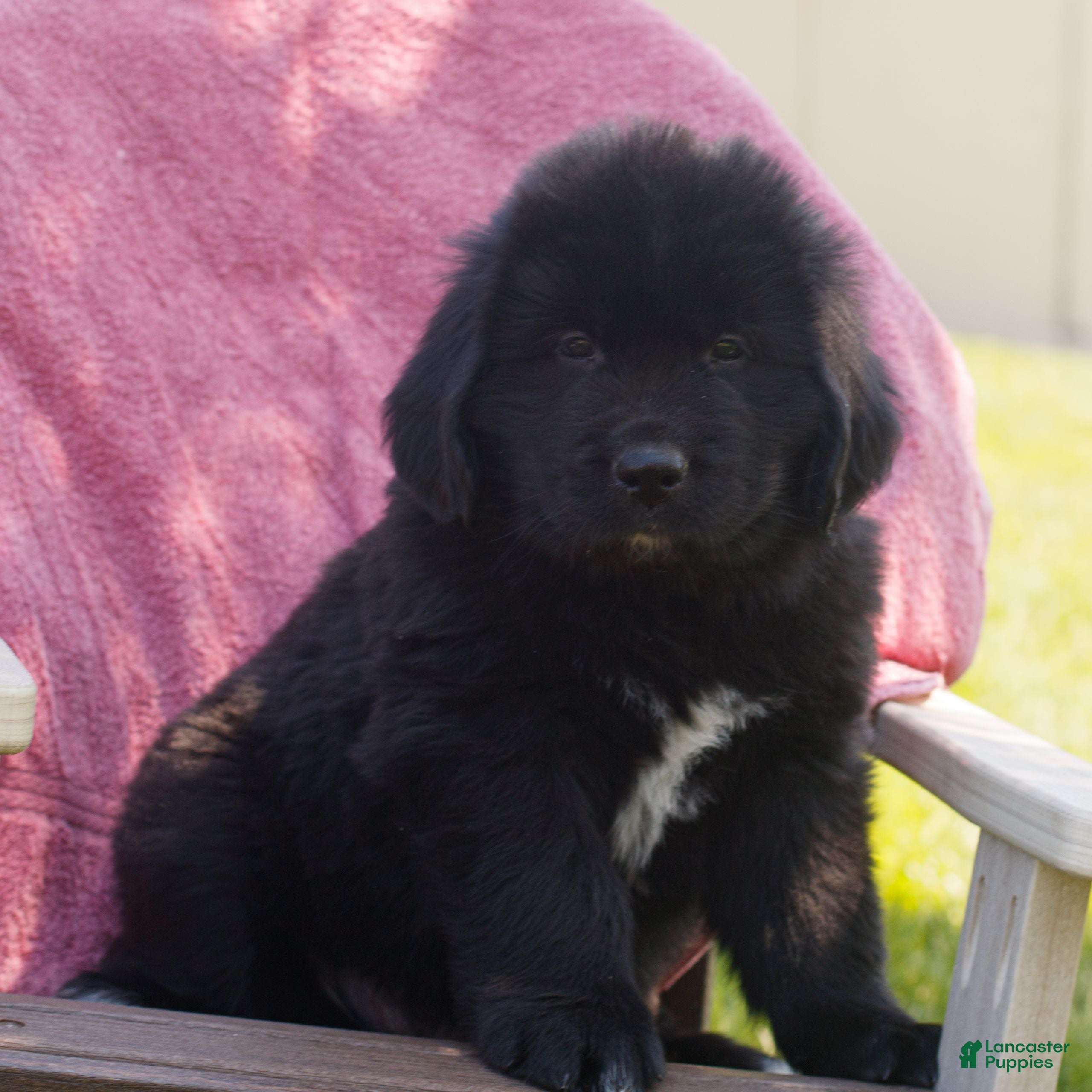 Newfoundland dogs Todd - Ad 2
