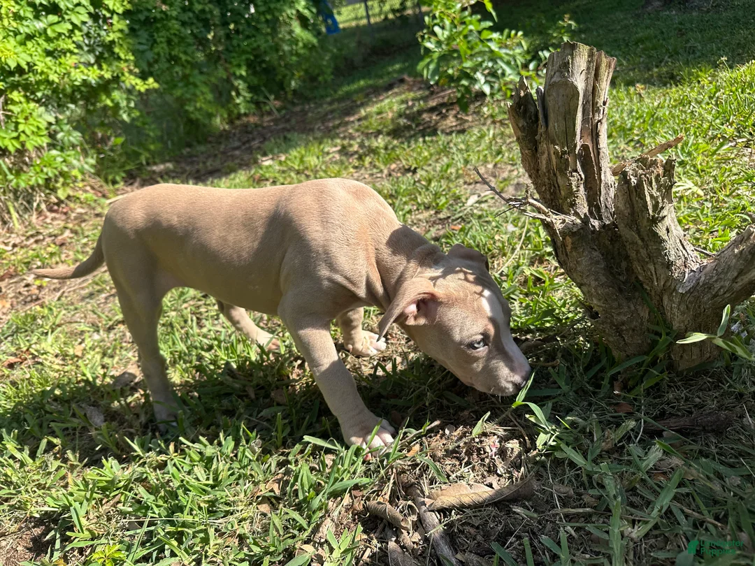 American Staffordshire Terrier dogs for sale: American Staffordshire Terrier Puppy 1 - Ad 2