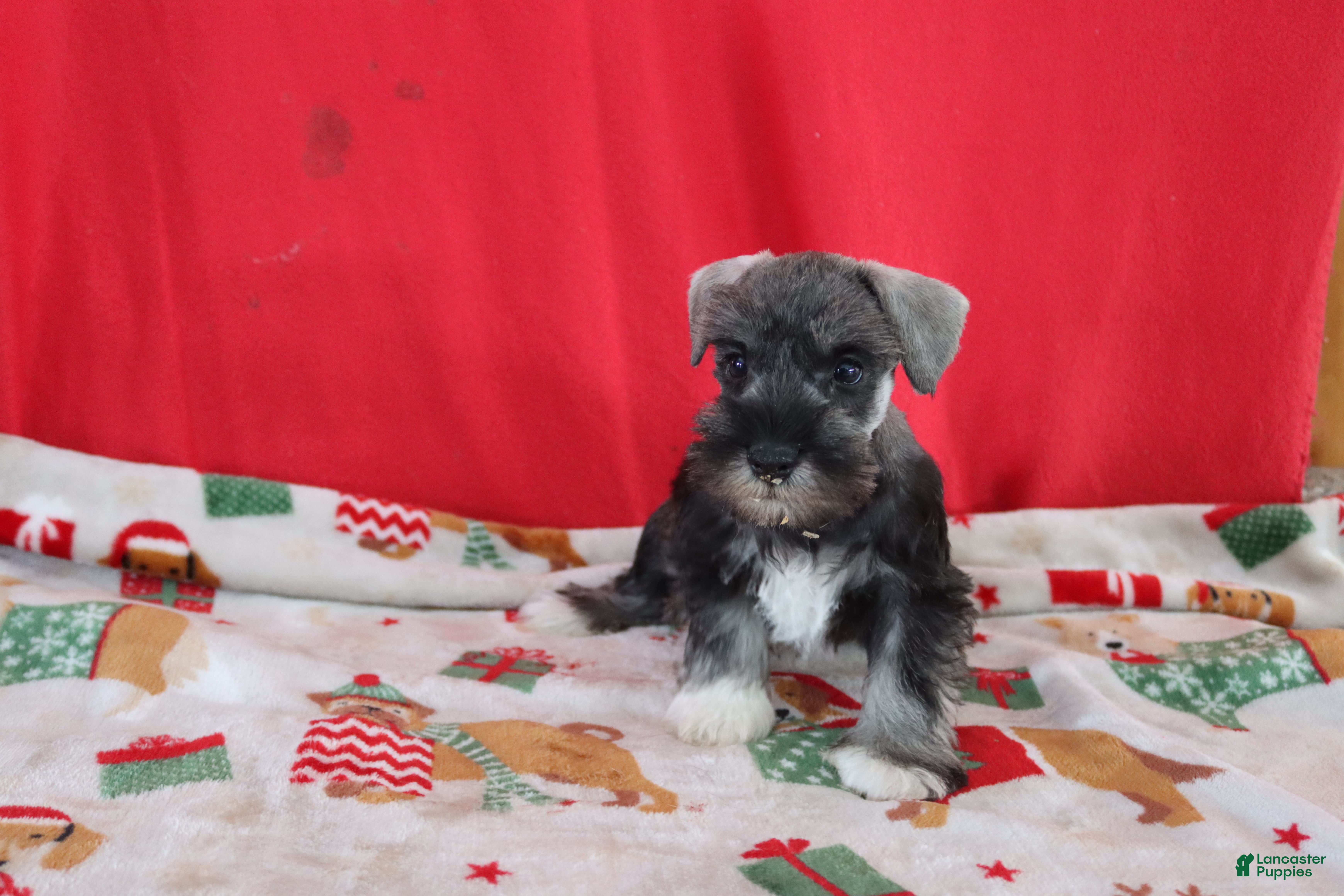 Miniature Schnauzer dogs tony - Ad 6