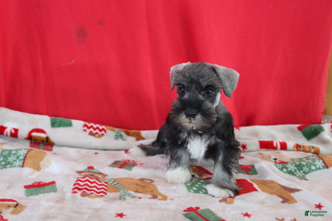 Miniature Schnauzer dogs for sale: tony - Ad 1