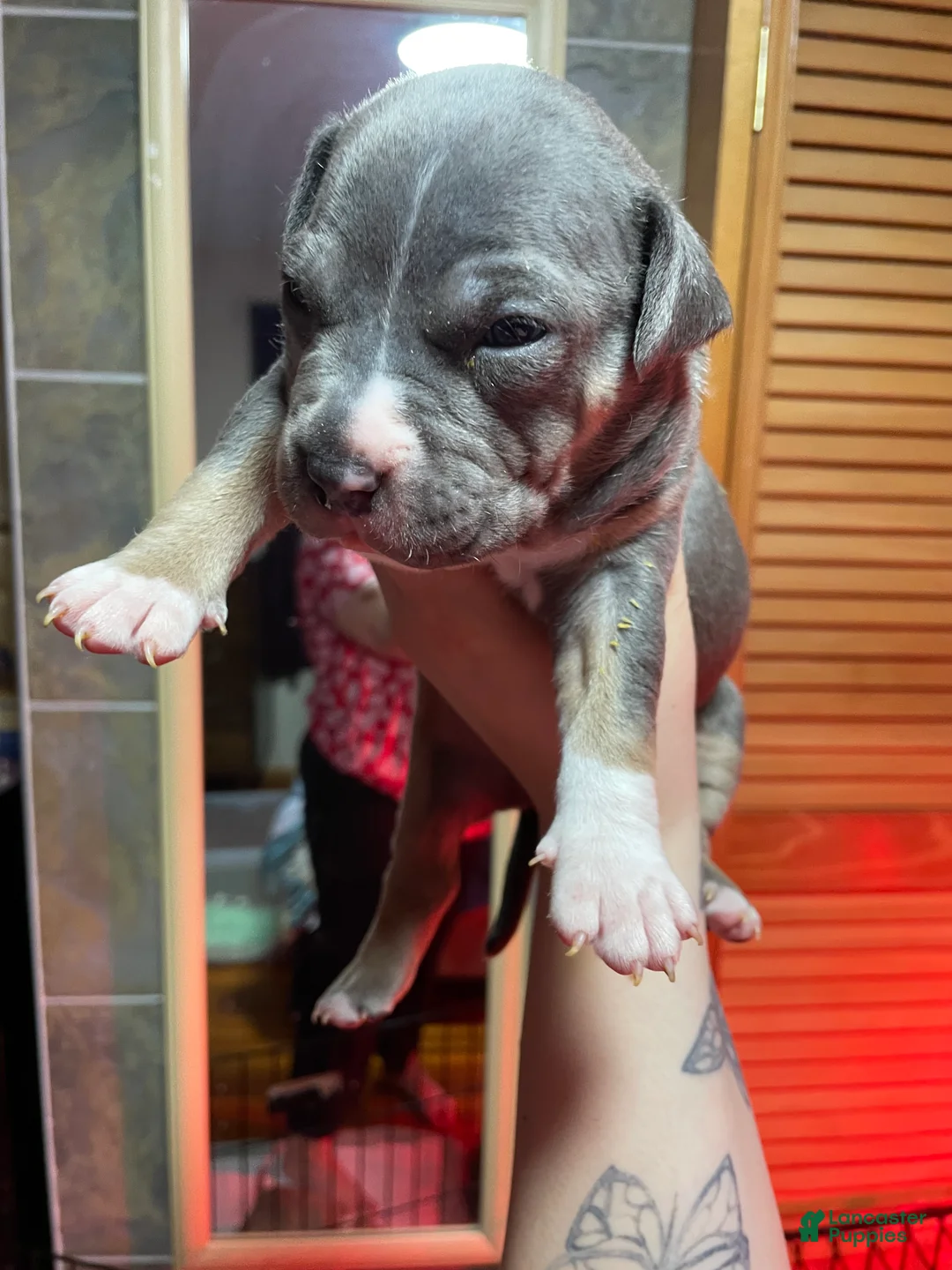 American Bully dogs for sale: Majestic - Ad 1