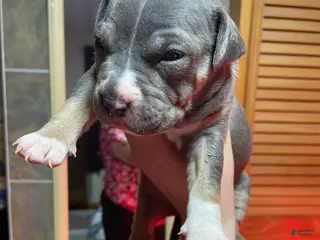 American Bully dogs for sale: Majestic - Ad 1