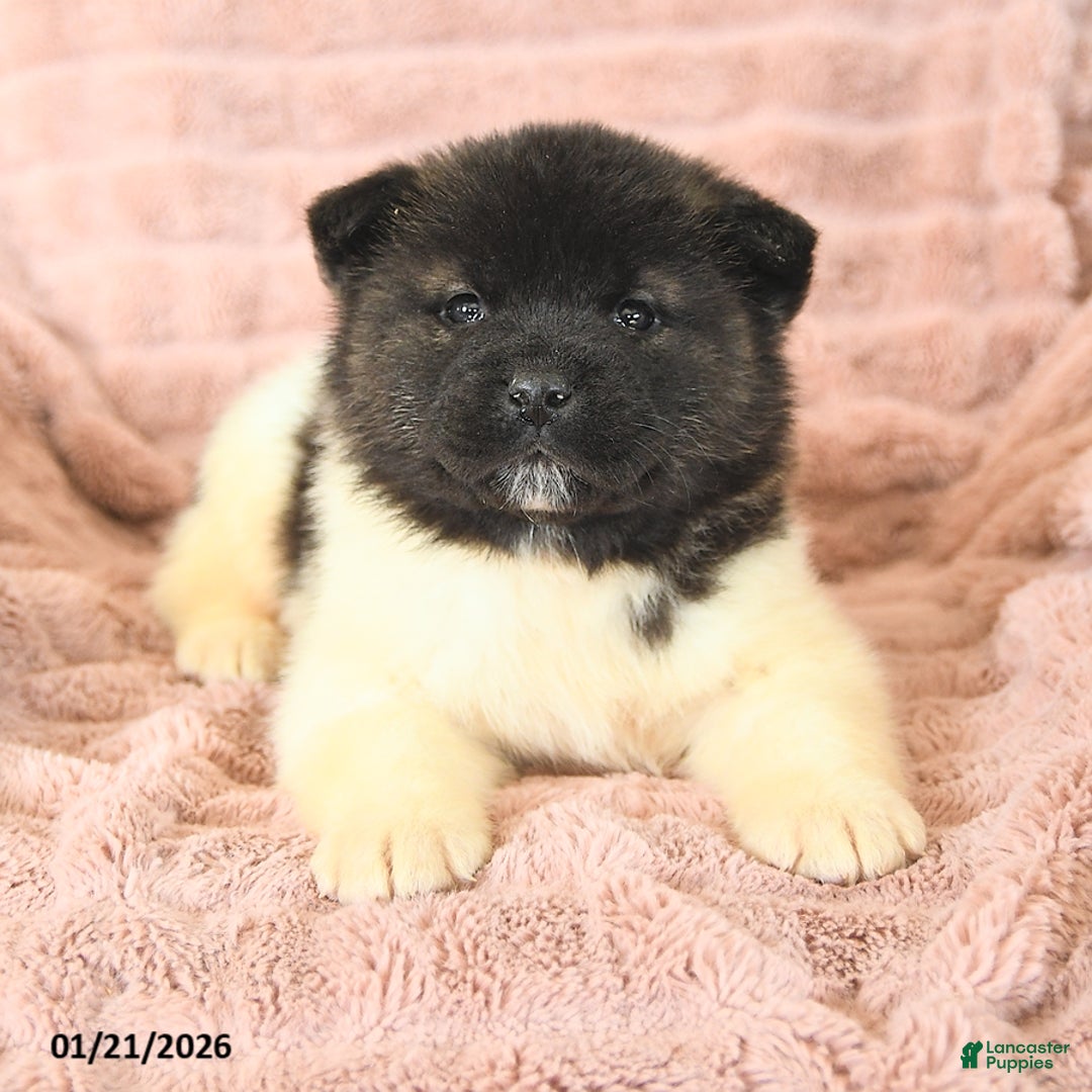 Akita dogs for sale: Fang - Ad 3