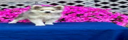Pomsky dogs for sale: Rascal  - Ad 10